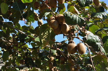 The beautiful Actinidia in farmland