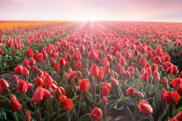Crédence de cuisine en verre imprimé Tulipe rangées de champs de tulipes