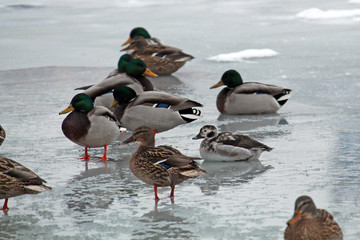Juvenile male Long-tailed duck or Clangula hyemalis in winter plumage with mallards (Anas platyrhynchos), Svislach river, Minsk, Belarus