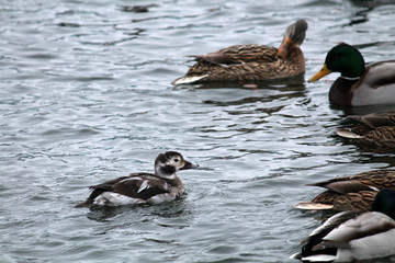 Juvenile male Long-tailed duck or Clangula hyemalis in winter plumage with mallards (Anas platyrhynchos), Svislach river, Minsk, Belarus