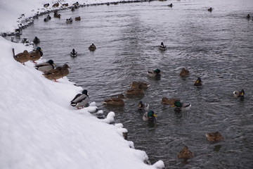 Kaczki ,stado kaczek ,kaczki zimą ,ptactwo wodne © LBanacki