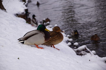 Kaczki na śniegu ,kaczki zimą ,kaczka nad wodą ,kaczki nad wodą © LBanacki