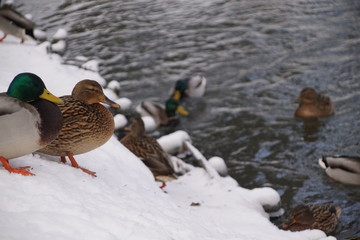 Kaczki ,kaczki nad wodą ,Kaczka na śniegu ,kaczka zimą © LBanacki
