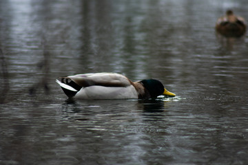 Stockente beim Essen