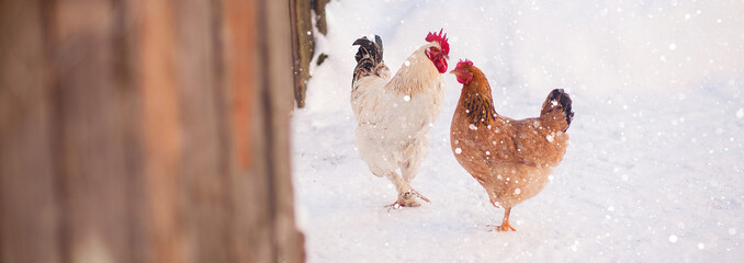 Main rooster boss portrait.Cock in winter, snow