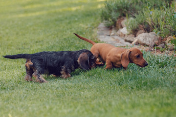 cute female of brown dwarf dachshund, purebred breeding dog playing with other dachshund in grass