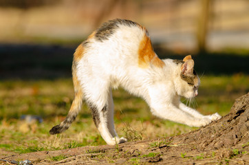 Calico cat getting up and streching his back