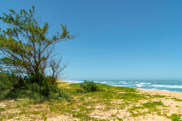 Fototapeta na wymiar Flora of restinga of the Lighthouse Beach in Campos dos Goytacazes