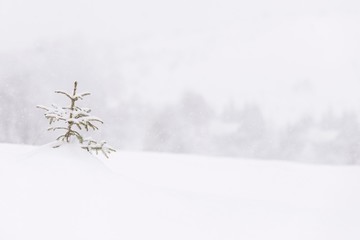 Fir tree covered with snow. Small conifer tree.