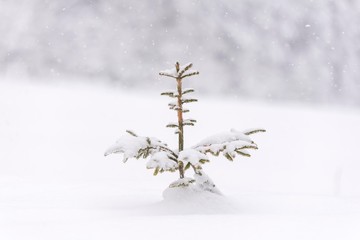 Fir tree covered with snow. Small conifer tree.