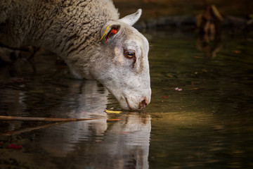 sheep by the watering hole in urban forest in stockholm