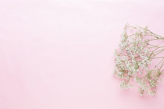 Fototapeta Flowers composition. Gypsophila flowers on pastel pink background. Flat lay, top view, copy space