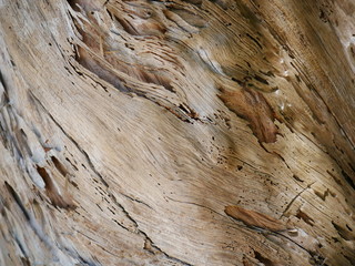 Holz