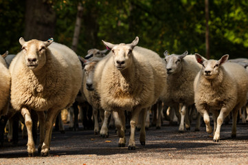 Obraz premium flock of sheep moving to new pasture