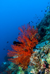 Naklejka na ściany i meble Underwater, Lembeh Strait,Indonesia