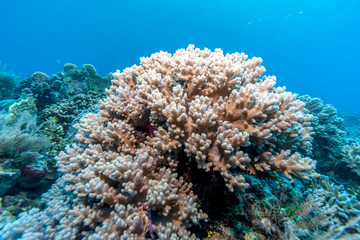 Underwater, Lembeh Strait,Indonesia