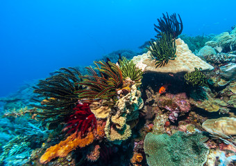 Naklejka premium Underwater, Lembeh Strait,Indonesia