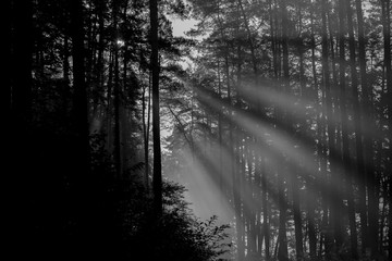 Fototapeta premium Rays of sun rising sun in the morning in the forest