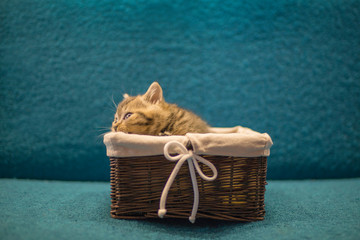 British kitties
