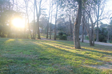 Sunset in the park, strips of light between trees