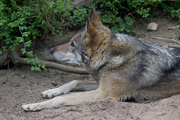 Naklejka na ściany i meble Wolf resting