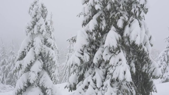 Christmas trees in the snow. View from bottom to top