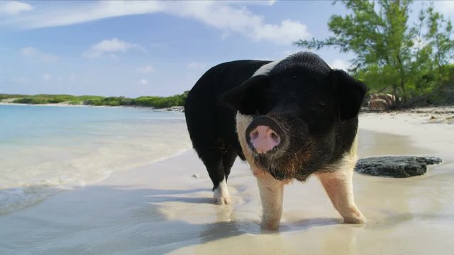 Swimming wild pigs tourist attraction Caribbean sea Bahamas