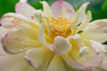 blooming sacred lotus flower. 
