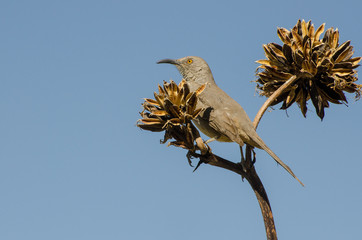 Curve-bill Thrasher Perched atop an Agave Plant, Horizontal