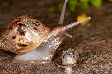African Giant Snail