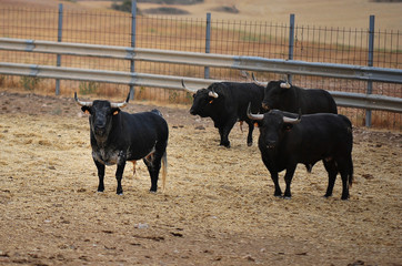 toro en españa con grandes cuernos