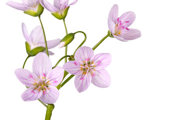 Naklejka na ściany i meble Stem and flowers of spring beauty isolated on white