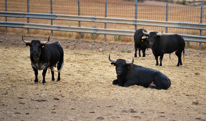 bull in spain