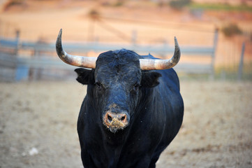 toro negro español