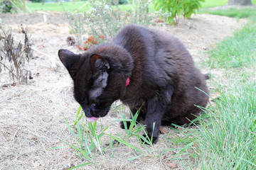 Black domestic cat with collar eating grass