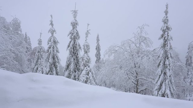 Christmas trees and trees in the snow in the winter mountains