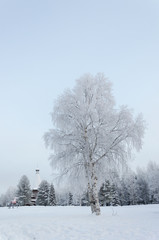 Snowy birch tree in the country