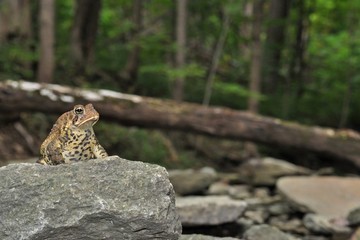 American toad