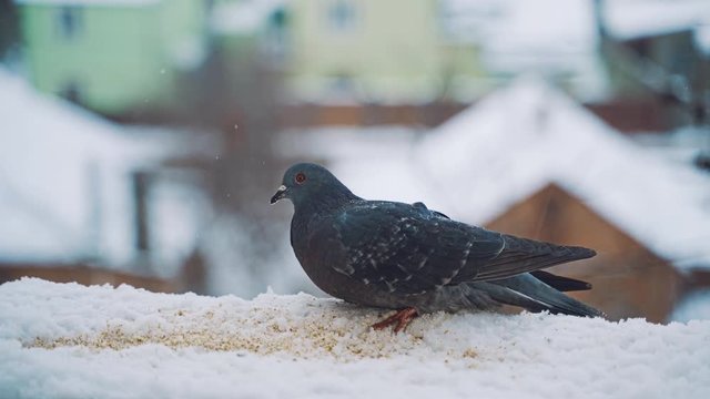 Pigeons on the city street. Pigeons on snow in the winter.