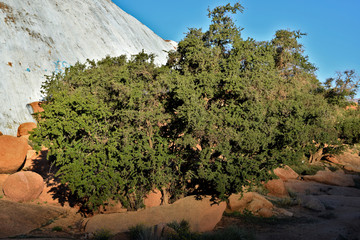 Argan tree (Argania spinosa) in surroundings of Tafraoute (Morocco)