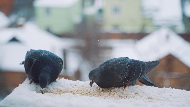 Pigeons feeding on seeds in winter. Birds on the streets of the city.