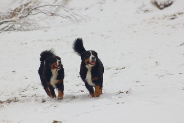Naklejka na ściany i meble Bernese mountain dogs at snow