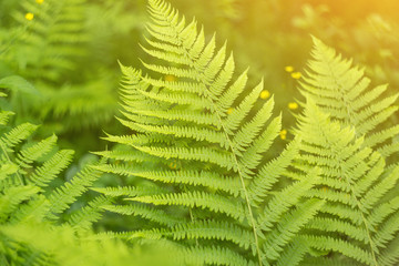 Fototapeta na wymiar Green spring summer leaves abstract nature background. Fern leaf texture in sunlight 