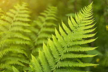 Green and yellow abstract blurred background with fern plant leaves and bokeh in sunlight