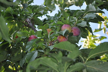 The beautiful Damson in farmland