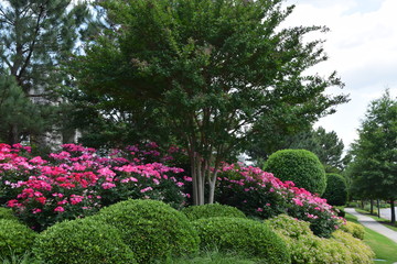 red flowers in landscape