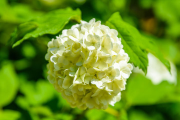 Blossoming viburnum plant in the garden on spring