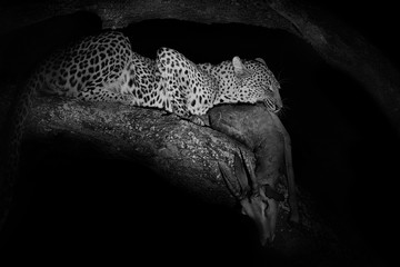 A beautiful leopard that is eating an impala on a tree at night. 
