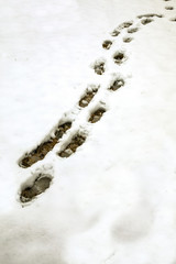 Snow Prints