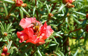 Obraz premium Biene, die in eine Rose krabbelt